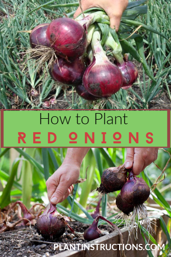 How to Grow Red Onions - Plant Instructions