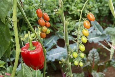 Vegetables to Grow Alongside Tomatoes
