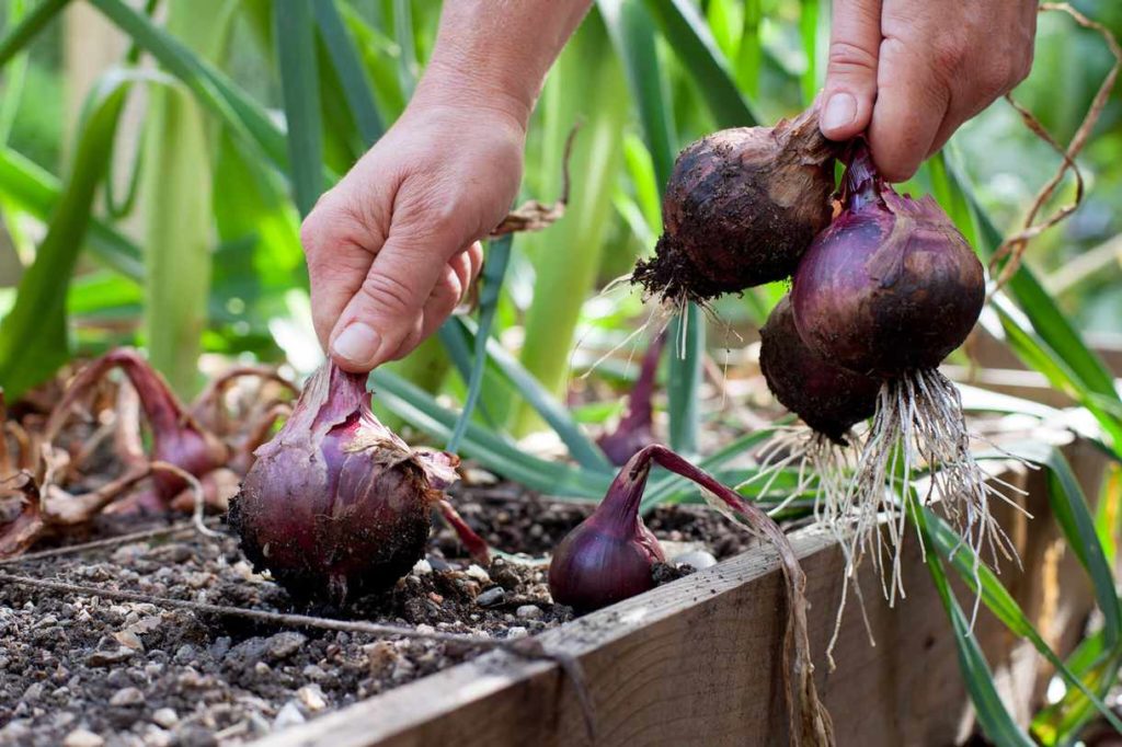 How to Grow Red Onions - Plant Instructions