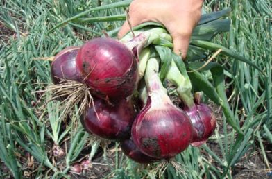 How to Grow Red Onions - Plant Instructions