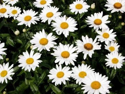 How to Plant Daisies