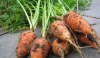 How to Grow Chantenay Carrots