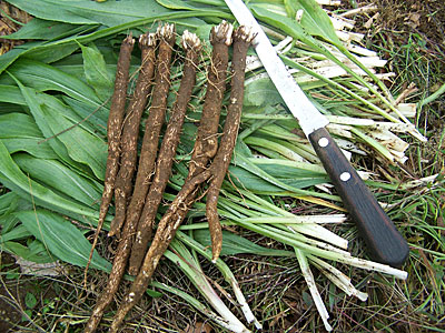 How to Grow Salsify AKA Oyster Plant