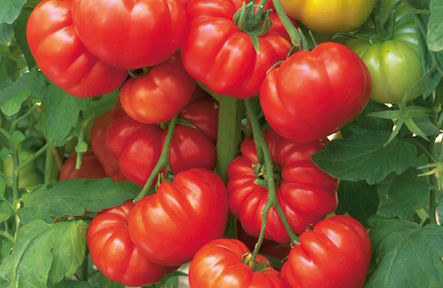 How to Grow Italian Heirloom Tomatoes