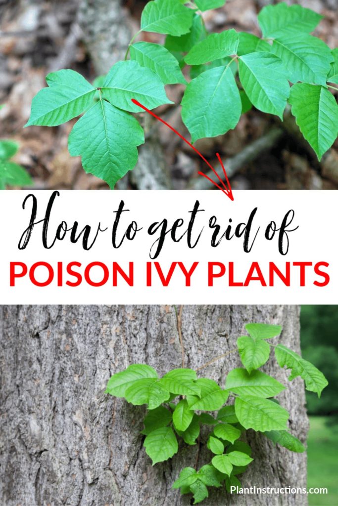 How to Get Rid of Poison Ivy Plants - Plant Instructions