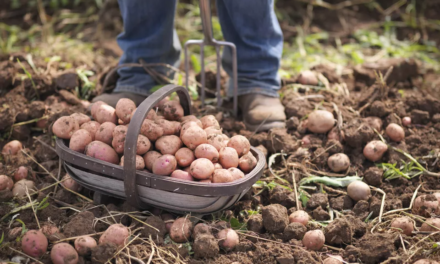 How to Grow Potatoes in Texas
