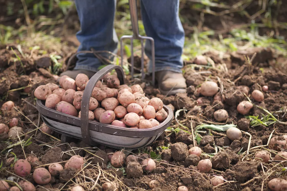 How to Grow Potatoes in Texas