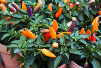 How to Grow Chili Peppers Indoors
