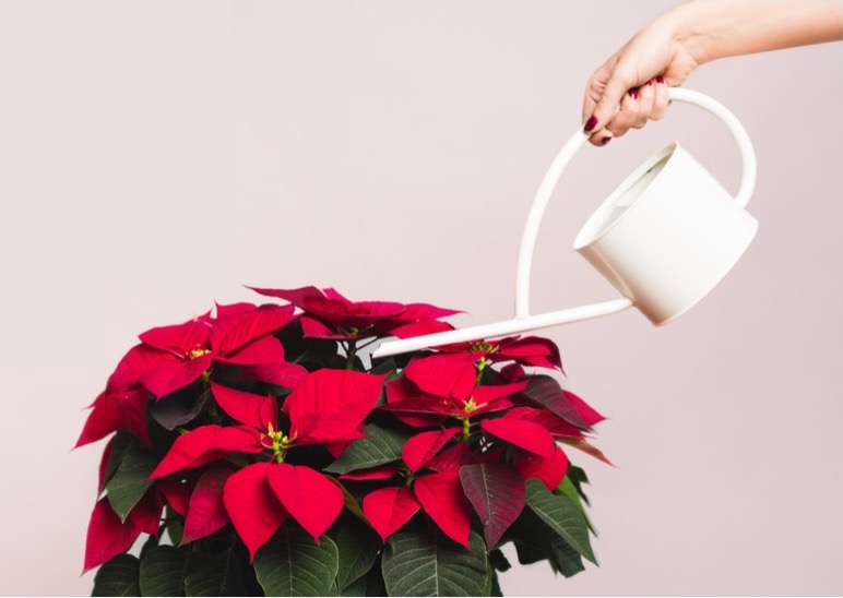 How Often Do You Water Poinsettias? And Other Poinsettia Plant Care Tips