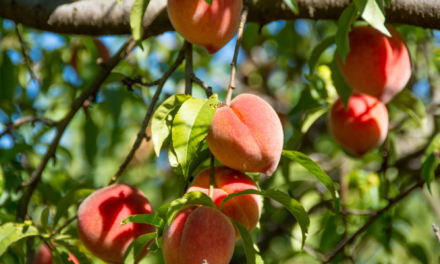 4 Low Maintenance Fruit Trees Anyone Can Grow