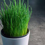 How to Grow Chives From Cuttings