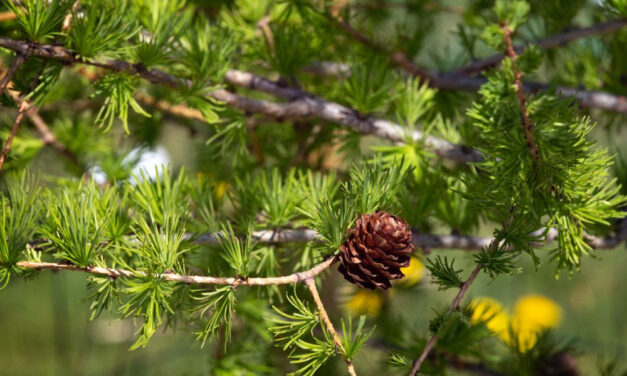 How to Grow Larch From Seed