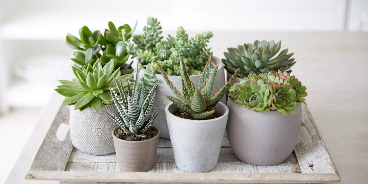 Overwatered Succulent? How to Avoid and How to Fix Overwatered Succulents