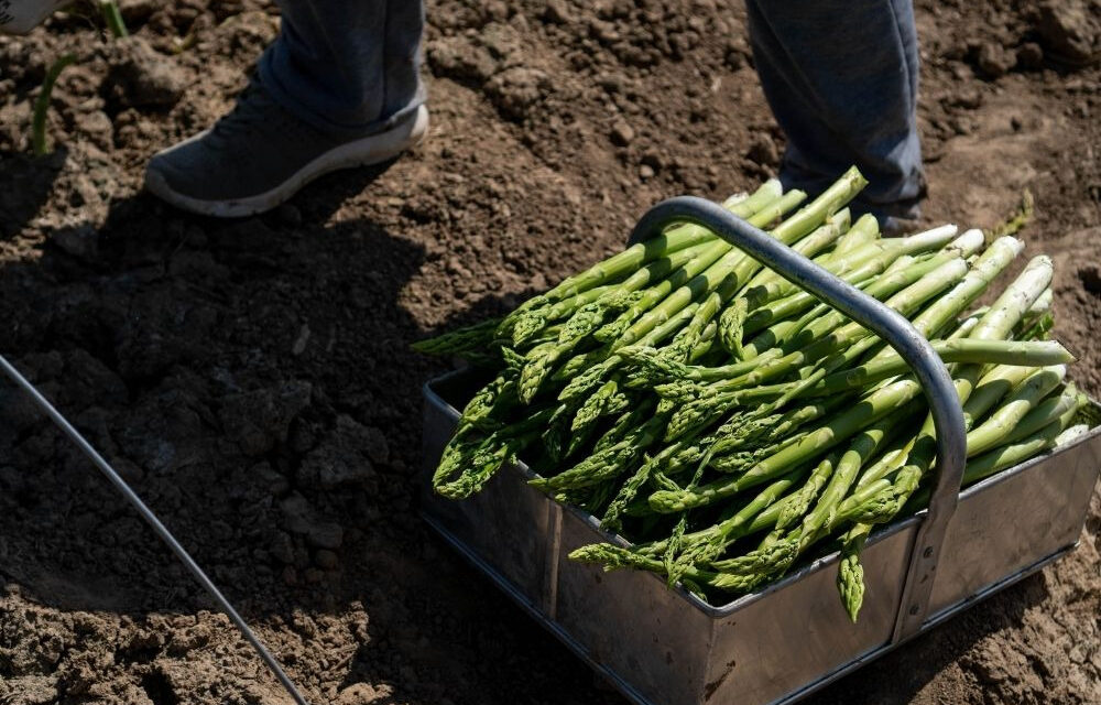 How to Grow Asparagus From Cuttings