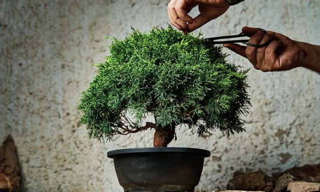 How to Grow a Bonsai Tree From Seed