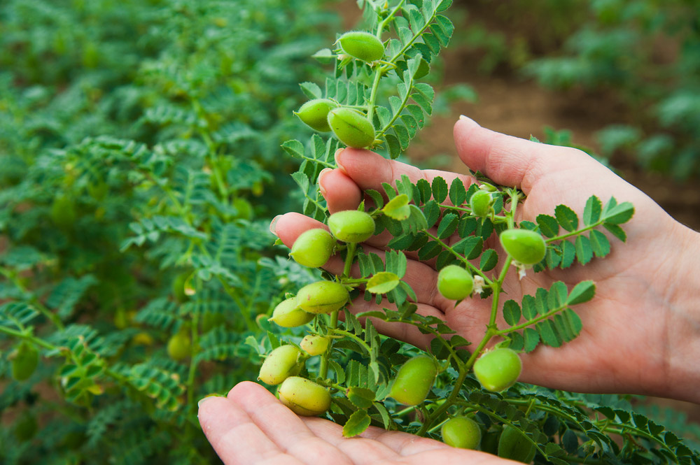 How To Grow Garbanzo Beans Plant Instructions