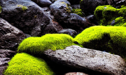 How to Grow Moss on Rocks