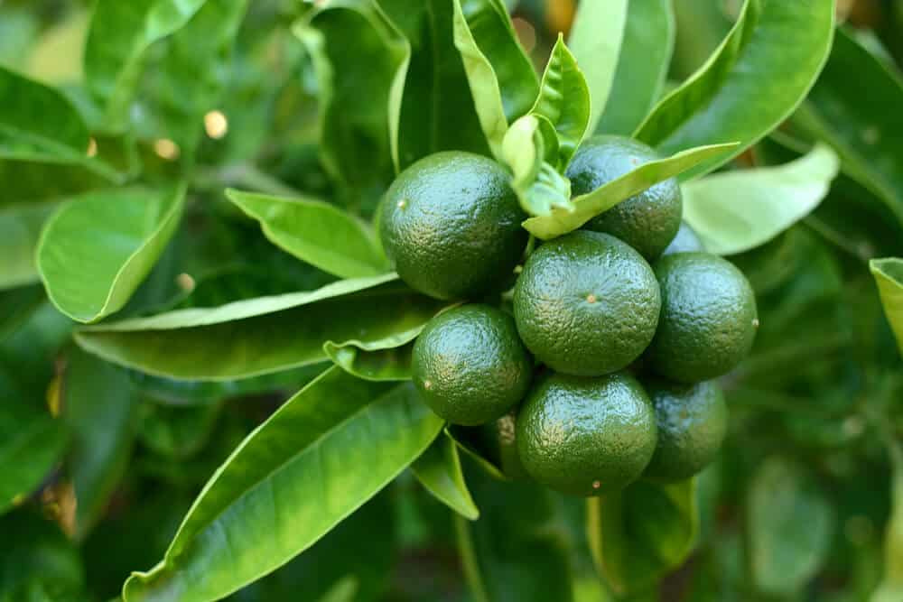 How to Grow a Lime Tree From Seed - Plant Instructions