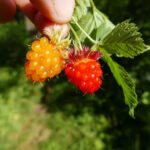 What Are Salmonberries?