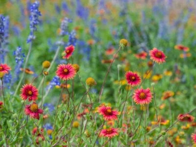 How to Grow Wildflowers in Your Garden