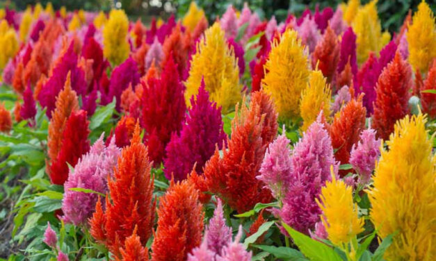 How to Grow Celosia From Seed