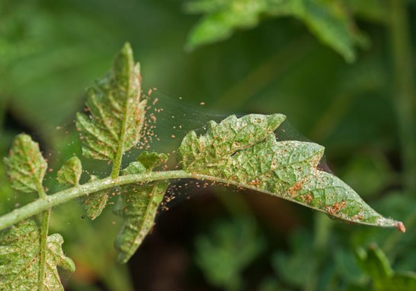 What Are Spider Mites and How to Get Rid of Them