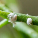 Pest Control Tips: How to Control Mealybugs in Your Garden