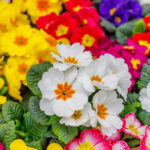 How to Grow Primroses in the Spring: A Comprehensive Guide to Growing Primroses
