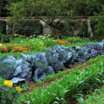 Starting a Vegetable Garden: Step-by-step Guide for Beginners