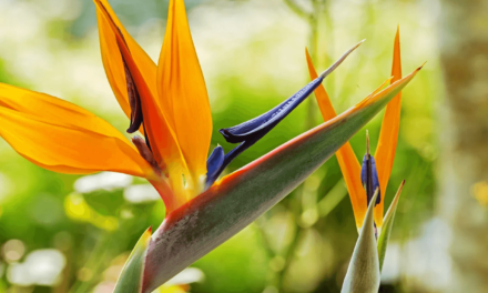 Bird of Paradise Flowers: An Exotic Beauty