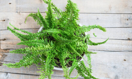 The Ultimate Guide to Growing and Caring for Boston Ferns
