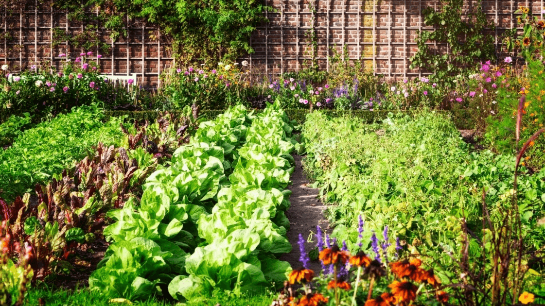 The Benefits of Companion Planting: How to Plant Flowers and Vegetables Together