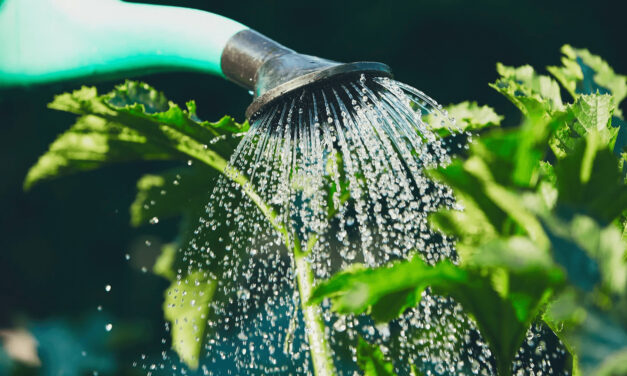 Watering Plants: Unveiling the Secrets of Perfect Timing