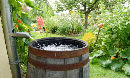 Collecting and Using Rainwater in Your Garden: Tips and Techniques