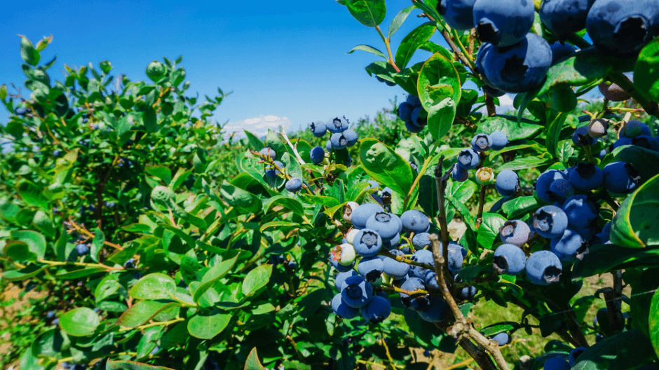 How to Plant Blueberries
