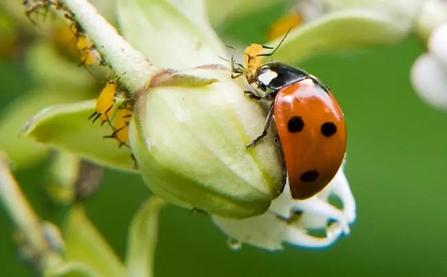 Natural Garden Predators: Encouraging Beneficial Insects